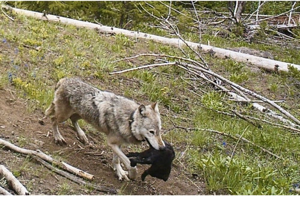 Trail camera photo of the Western pack breeding female carrying a young pup from the den site to the rendezvous site in early June 2020. The pup is estimated to be between 1 and 2 months old in this photo (photo provided by Wyoming Game and Fish Department)
