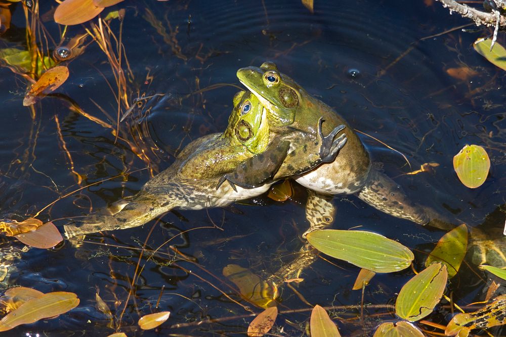 Lithobates catesbeianus CREDIT Randy Dzenkiw
