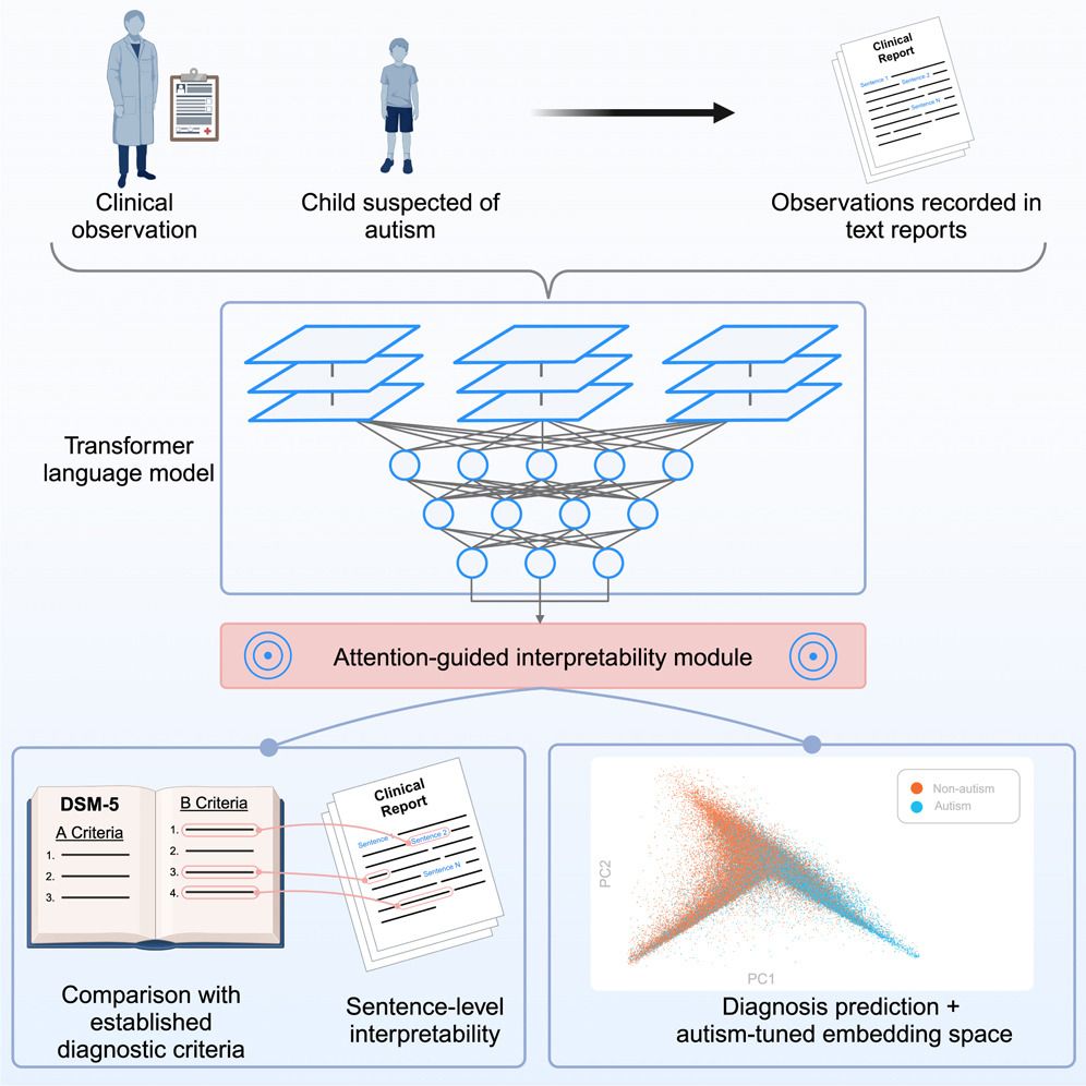 Clinical assessment is the gold standard for autism diagnosis, and by using amply pre-trained language models paired with a suitable interpretability strategy, thenative analysis of clinical intuition itself is now possible, guided by detailed observational text reports from clinicians. This interpretable language model framework identified repetitive and stereotyped behaviors as being empirically more relevant for autism diagnosis than social signs in the reports, motivating the possible revision of existing diagnostic instruments.