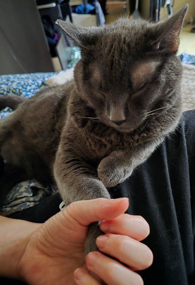 my grey cat son likes when i hold his paw as he naps upright on my thigh