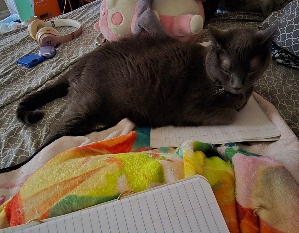 my large grey cat son lays on a spare composition notebook while i have my real journal on my lap