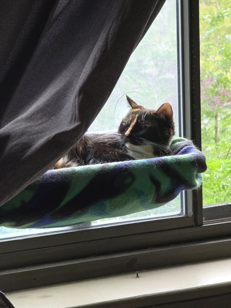 my tortico cat sleepily lies in he hammock suction cupped to my apartment window