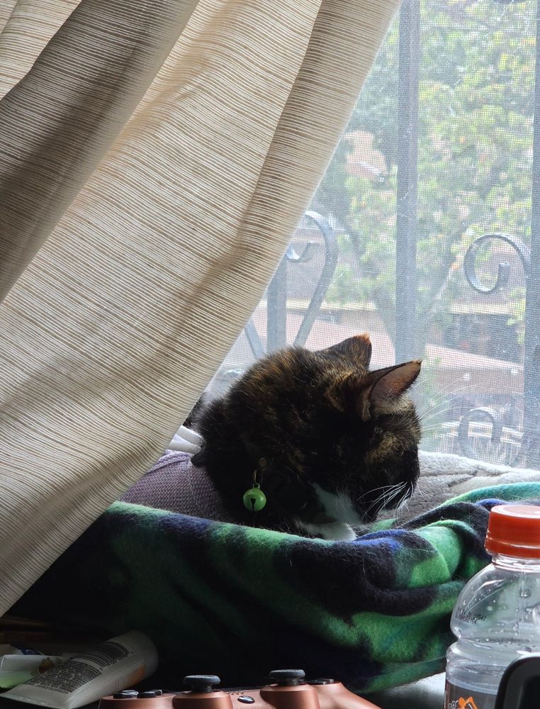 my tortico cat sheba lays in her hammock attached to a window. her little head is facing outside and she calmly and quietly observes the goings on. i loved her the first time i laid eyes on her. she has been with me for so long and through so much. when it is time, i will miss her every day after for the rest of my life.