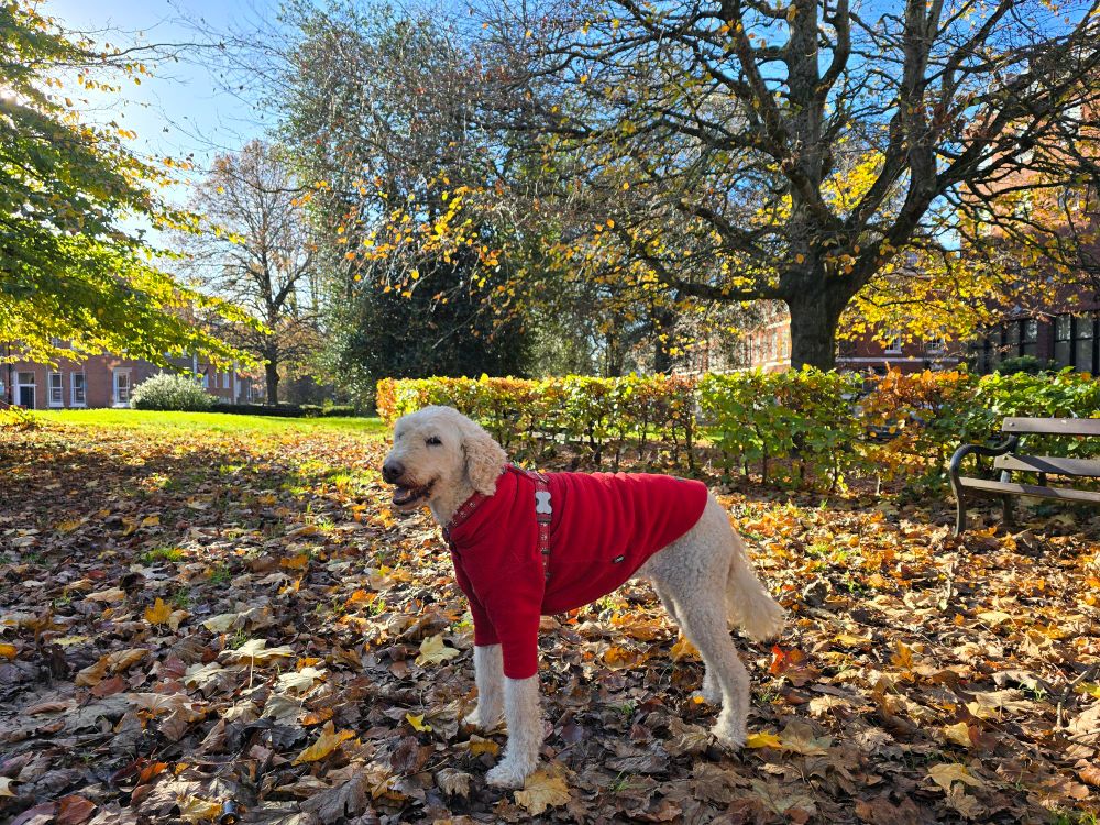 A light-coloured, curly-coated labradoodle standing on a carpet of autumn leaves in a sunlit park. The dog is wearing a bright red fleece jacket and looks relaxed.