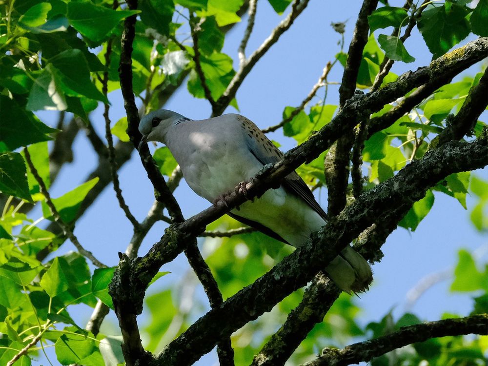 Turtle Dove