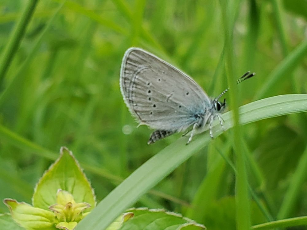 Small Blue