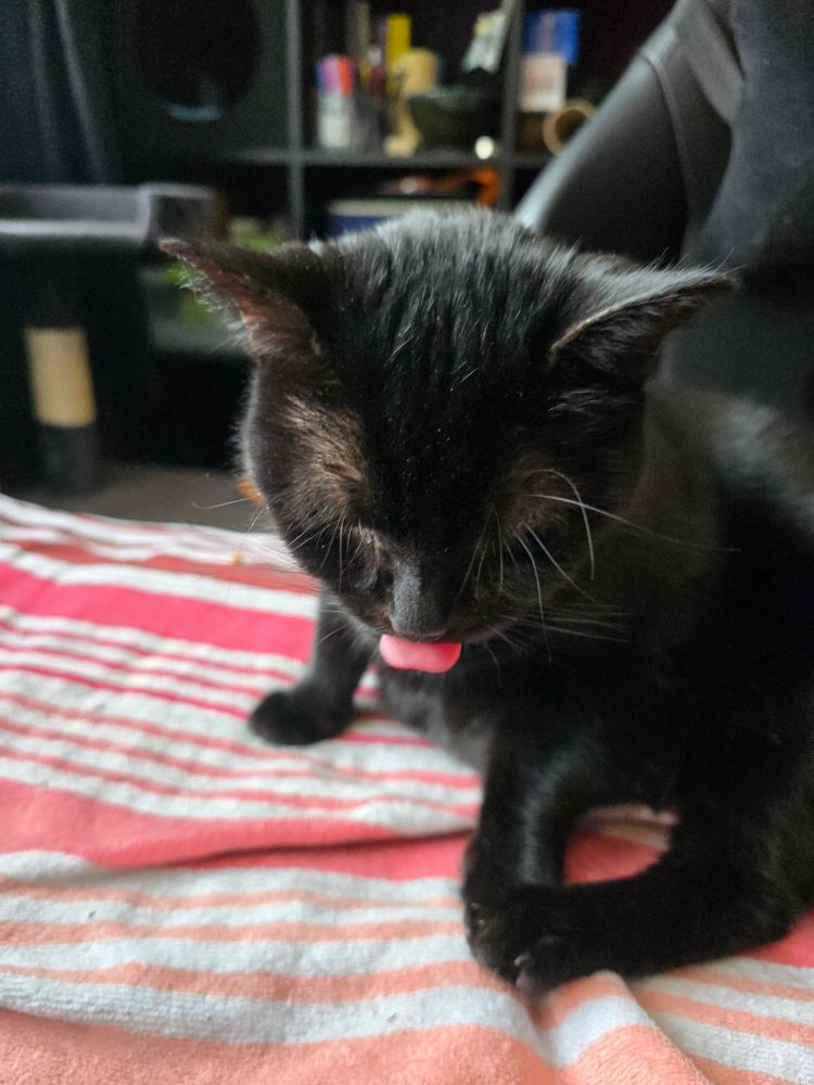 A closeup of a black cat sticking their tongue out.