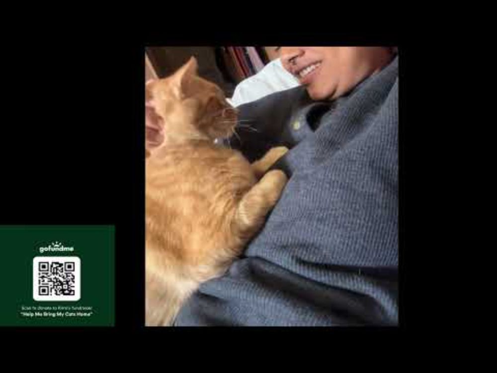 Please Help Me Bring My Cats Home