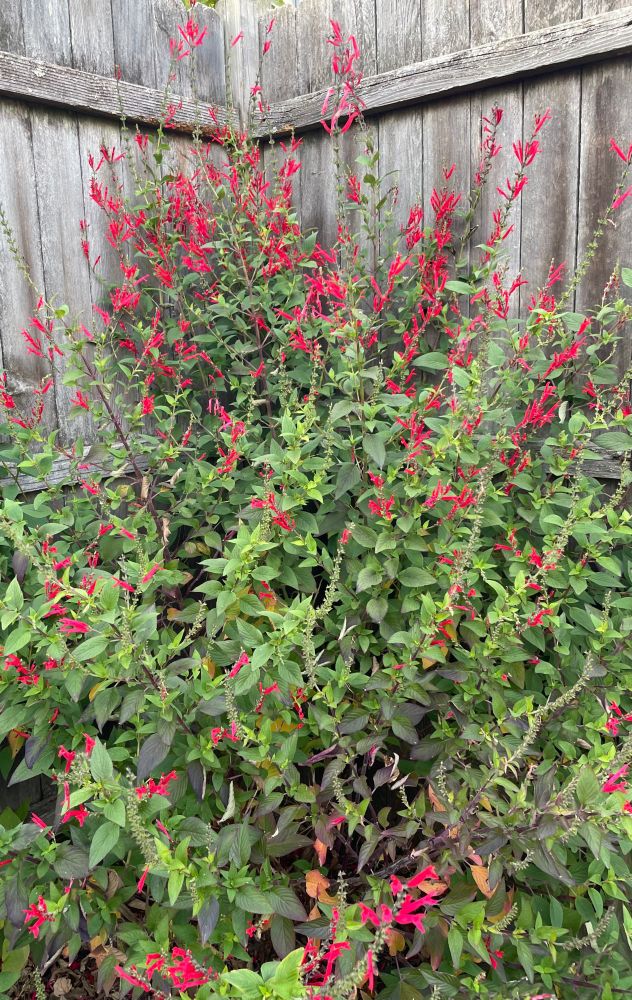 A pineapple sage bush covered with bright red flowers in front of of a gray wooden wall