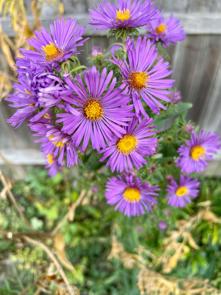 A cluster of bright purple New England asters with bright yellow centers.