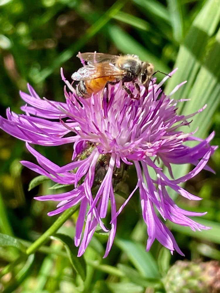 A small bee gathering pollen and nectar on a purple knapweed flower.