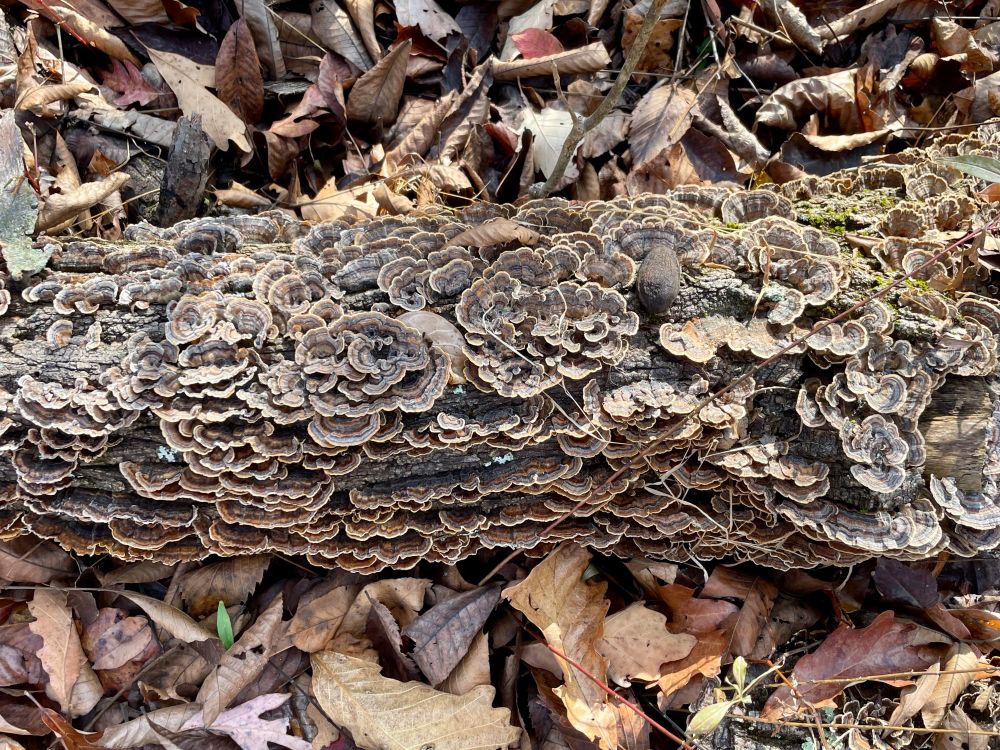 A log covered in turkey tail mushrooms. 
