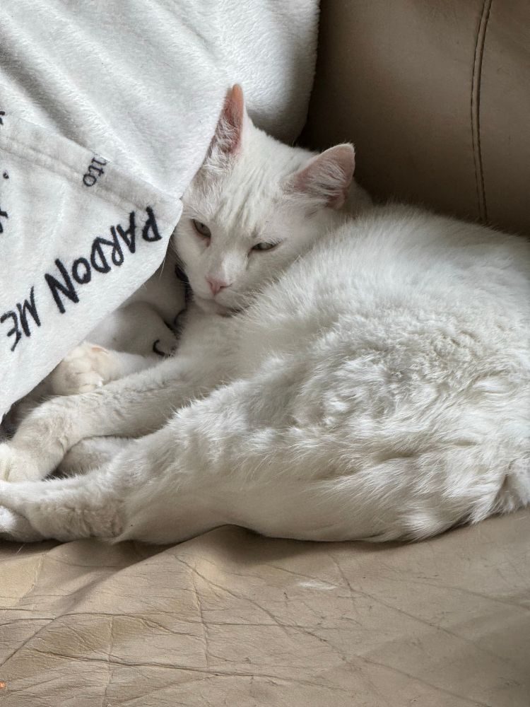 White cat Lily,scrunched up against the corner of a beige loveseat. A blanket near her head says,”pardon me”, upside down. 