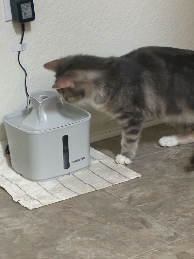 Cat playing in water fountain
