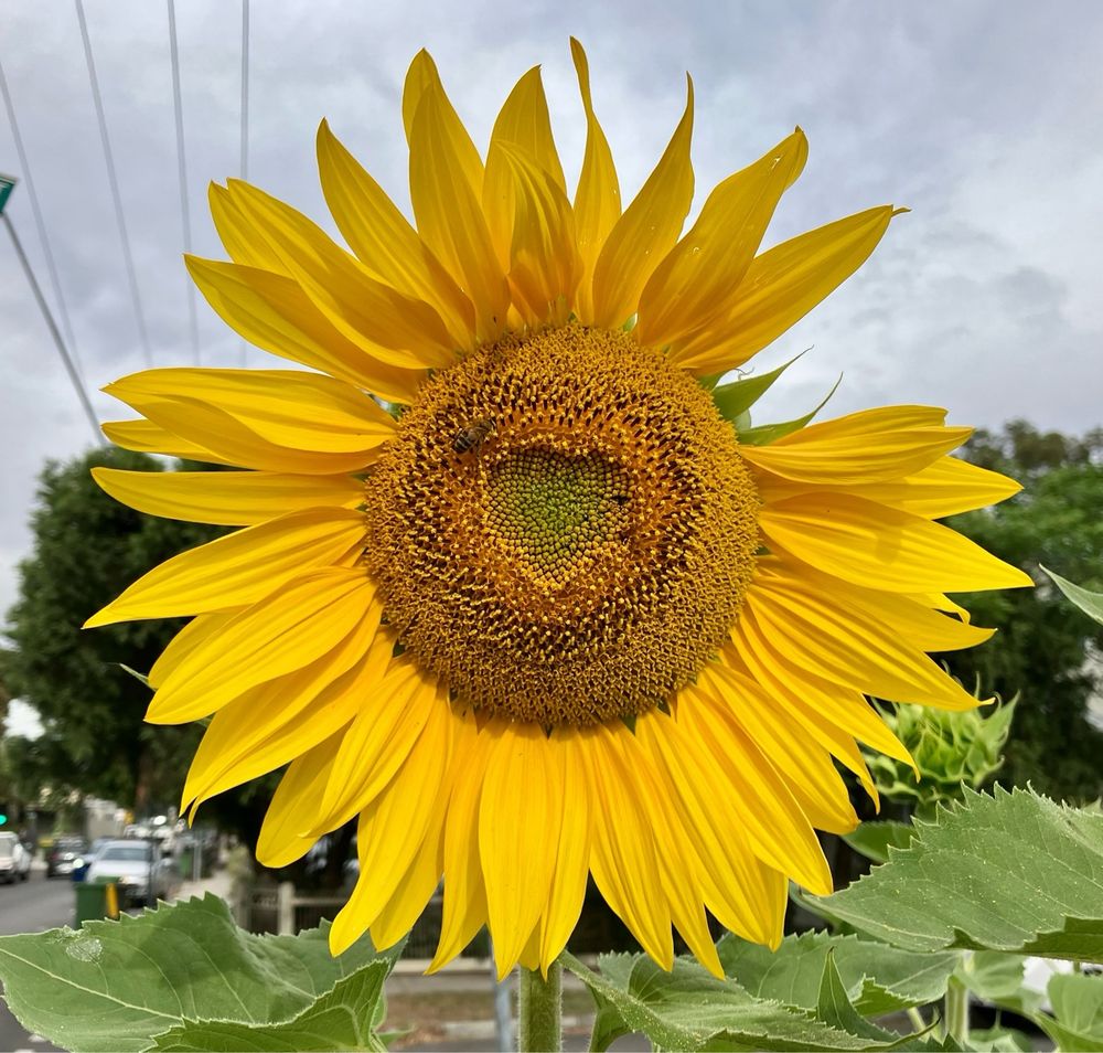 Image of a large bright yellow sunflower with a heart shape with the central disc florets forming a heart shape