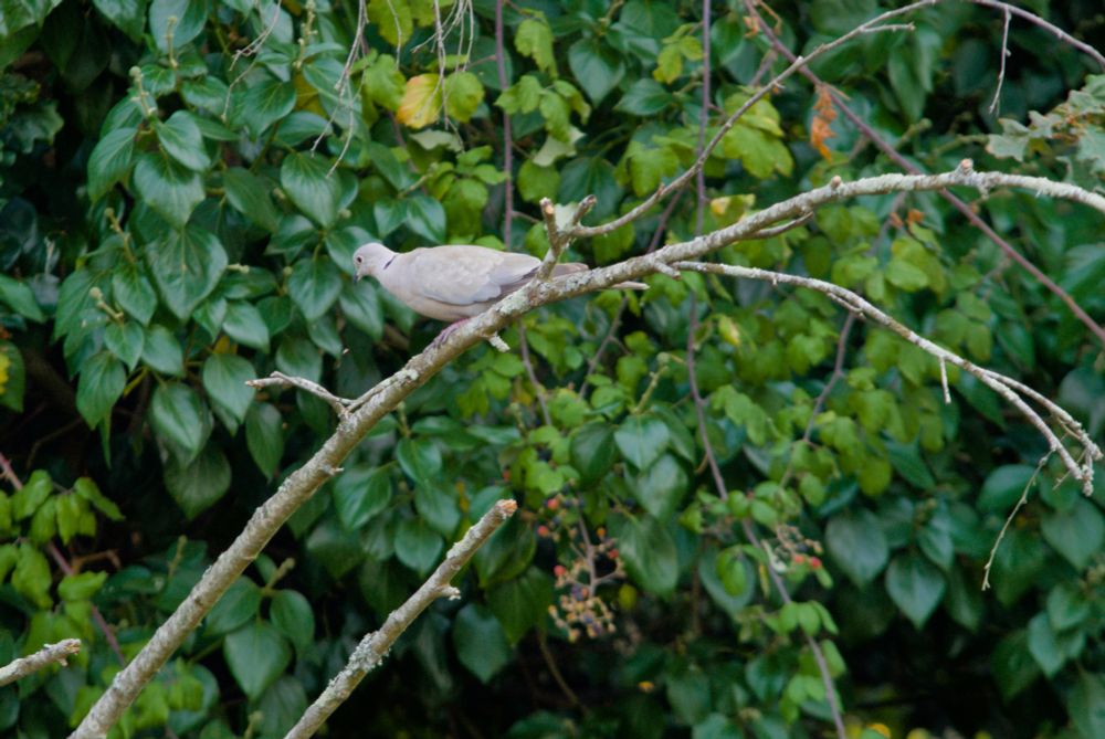 Tourterelle poser sur une branche

ISO-200 | Focale F/5 | distance focale 200mm | Temps d'exposition 1/30 secondes