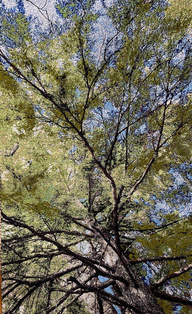 Woven image from the perspective of standing under a tall tree on a clear warm day. Colors slightly washed out by the sun. I often try to walk under trees with my head tipped back, the feeing is like floating with a tinge of fear that I will trip and fall. It is better than staring at my shoes all day. 
