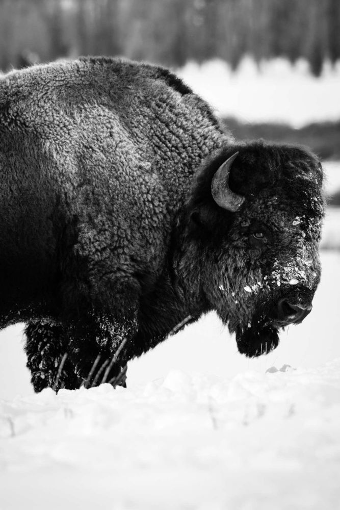 Side view of a bison standing in the snow near the Triangle X Ranch, Grand Teton National Park.