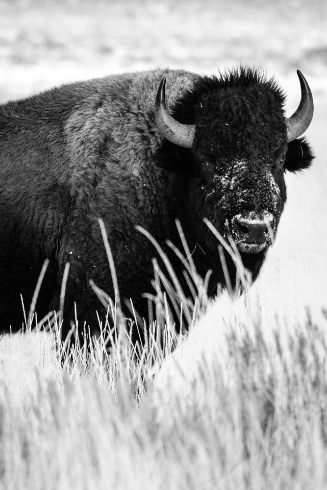 A bison standing on the brush at Antelope Flats, looking at the camera.