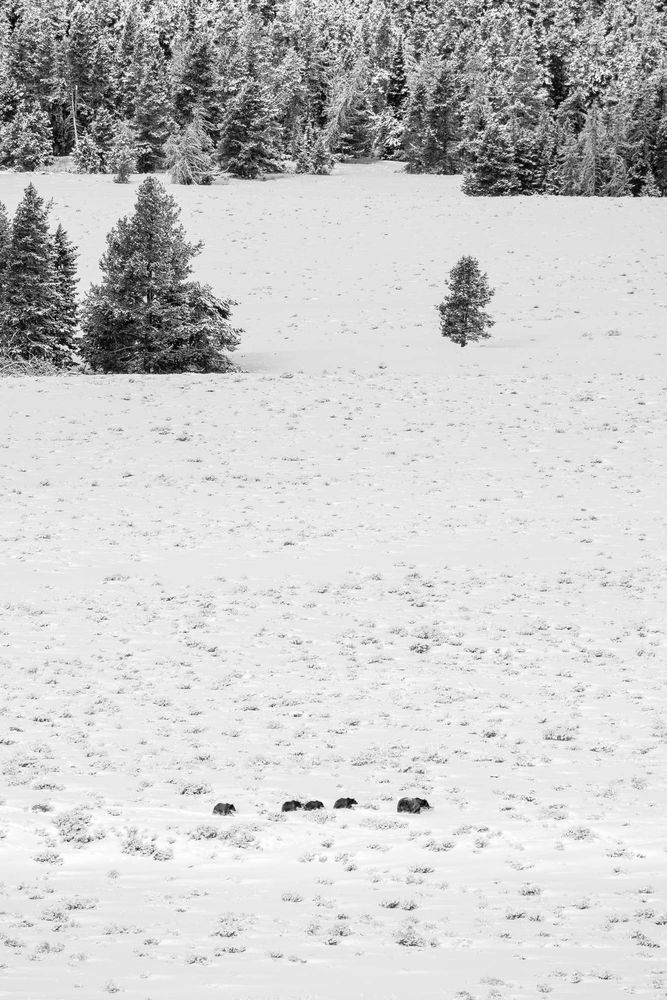 Grizzly 399 and her four cubs walking in snow-covered sagebrush.