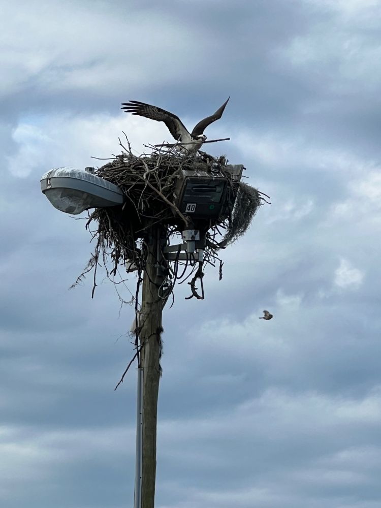 Osprey with stick in their mouth protecting their nest high in a light pole