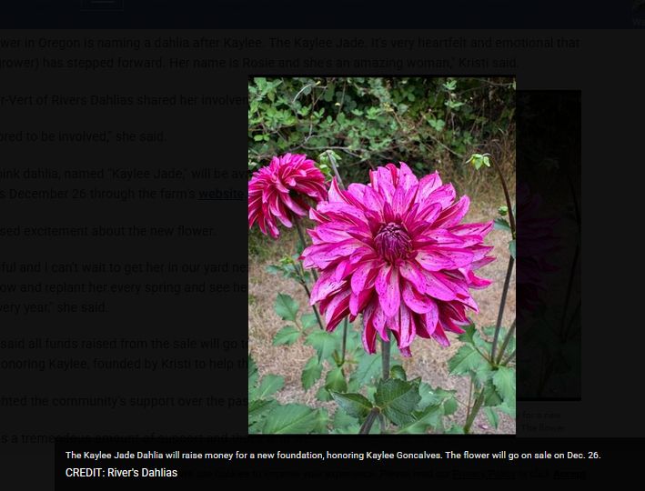 he Kaylee Jade Dahlia will raise money for a new foundation, honoring Kaylee Goncalves. The flower will go on sale on Dec. 26. 
