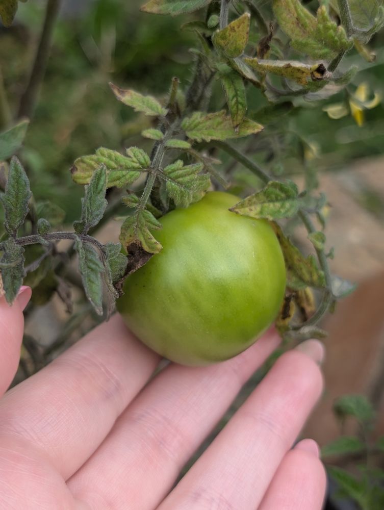 hand holding green tomato still on the vine