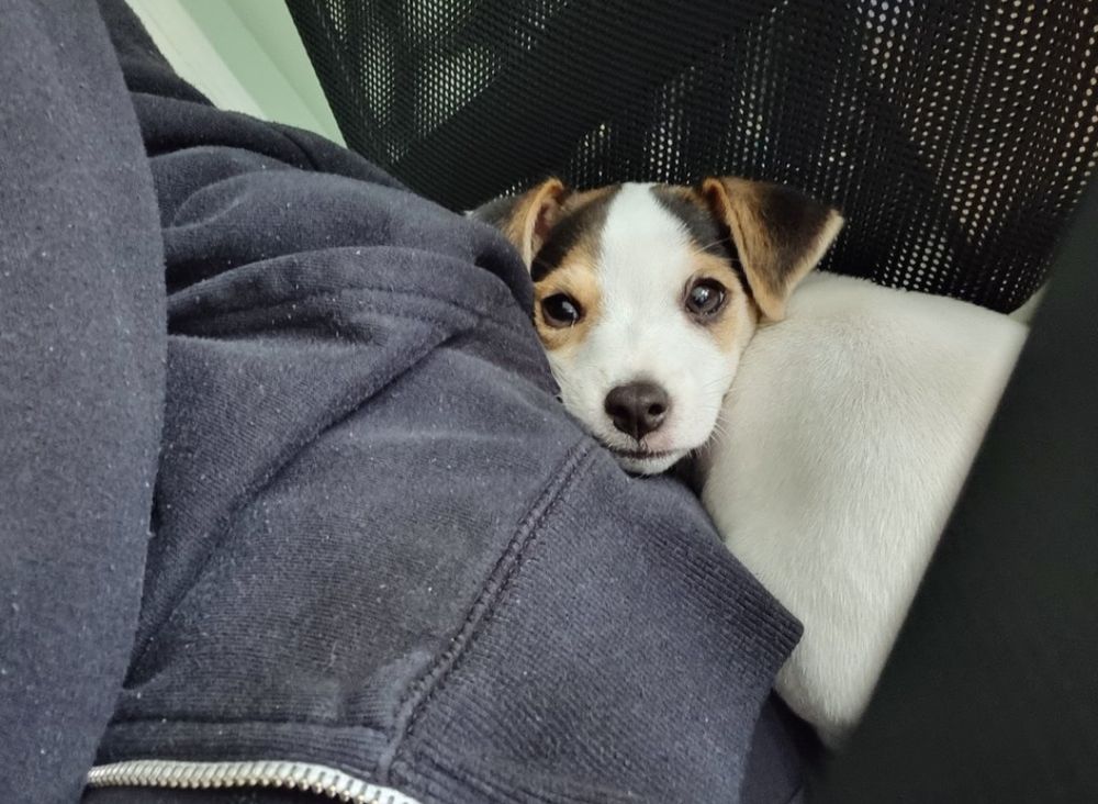 Me sat on a desk chair with puppy Max sat behind me
