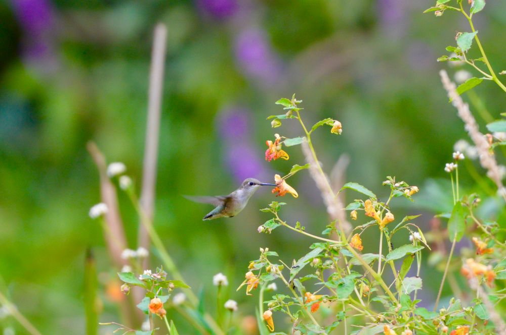 a hovering female ruby-throated hummingbird with its beak in an orange jewelweed flower