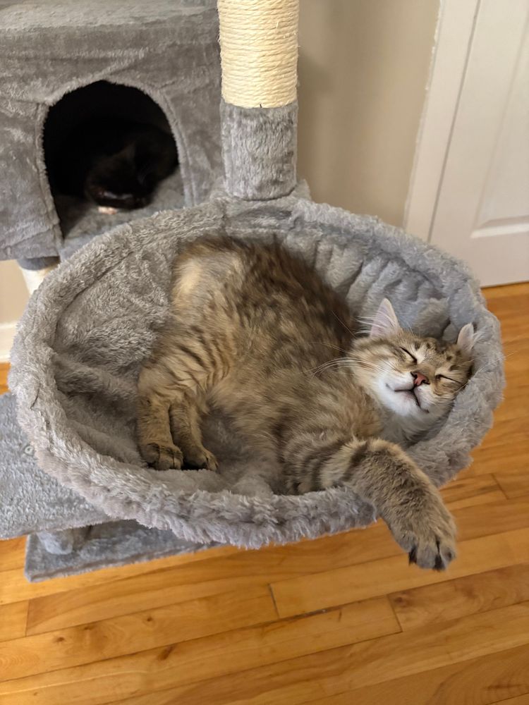 a tabby kitten flopped in a cat tree basket, asleep