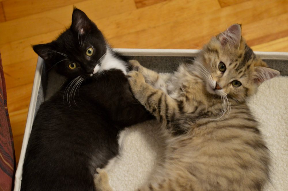 a tuxedo kitten and a long-haired tabby kitten on a cat bed together 
