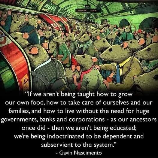 "If we aren't being taught how to grow our own food, how to take care of ourselves and our families, and how to live without the need for huge governments, banks, or corporations -- as our ancestors once did -- then we aren't being educated; we are being indoctrinated to be dependent and subservient to the system."
- Gavin Nascimento