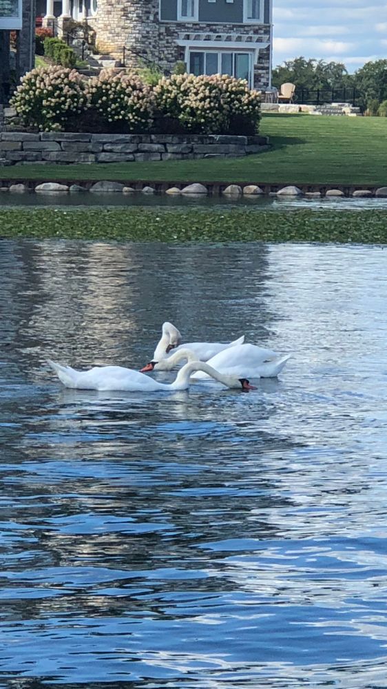 Three swans with their necks all looped in different arches, like inch worms trying to be rainbows.