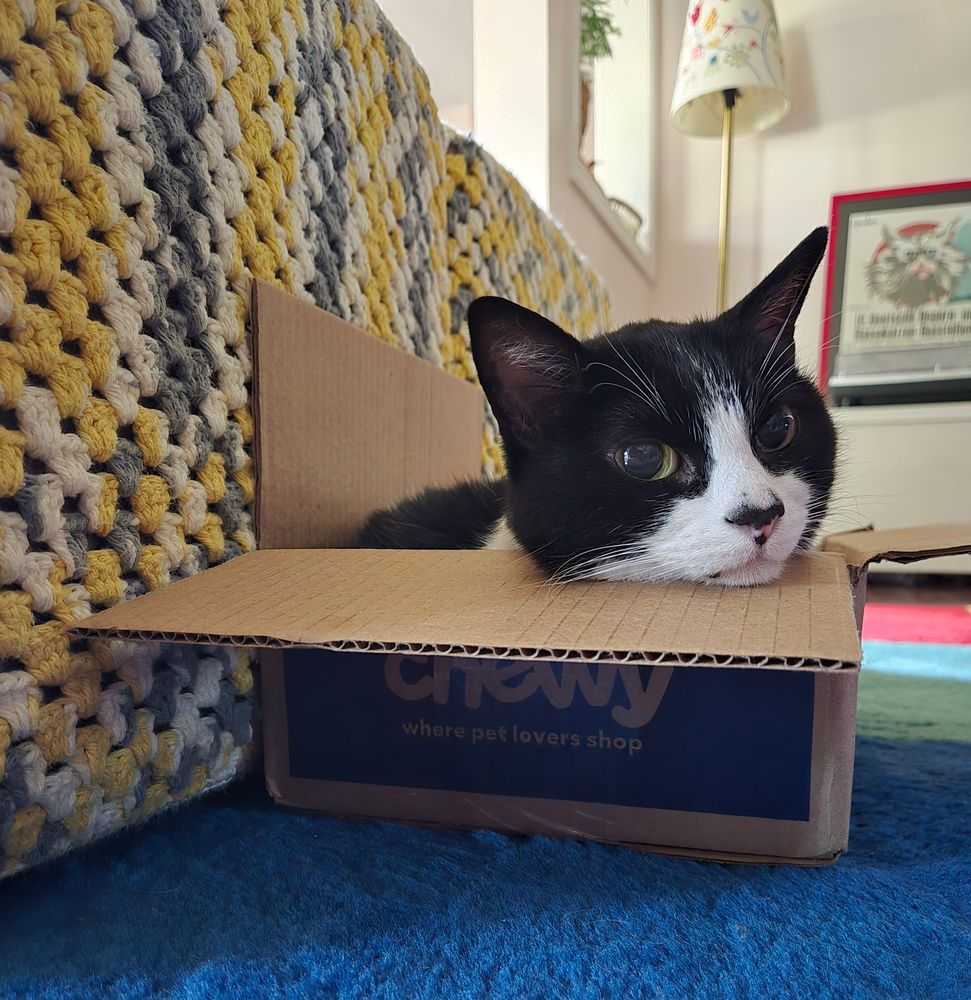 Um gatinho preto e branco deitado em uma caixa de papelão, com a cabeça pra fora.