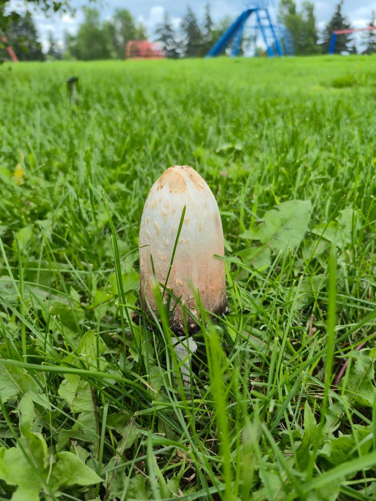 Yet another mushroom.