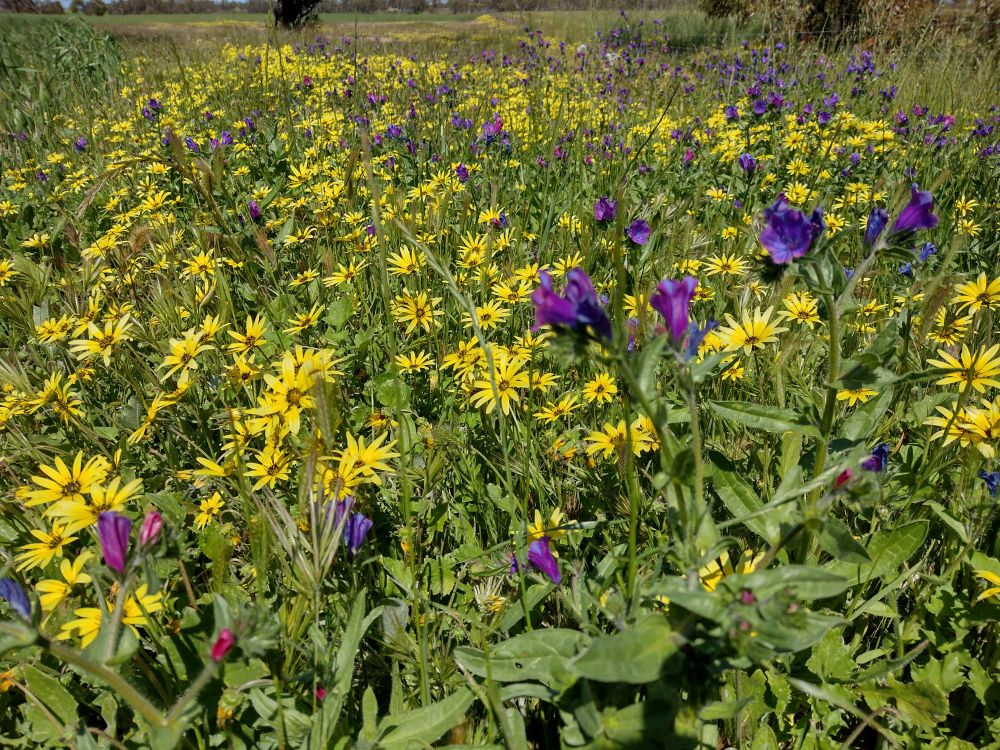 Purple viper's-bugloss flowers stand above yellow cape dandelion flowers in a thick patch of foliage next to a field of wheat.