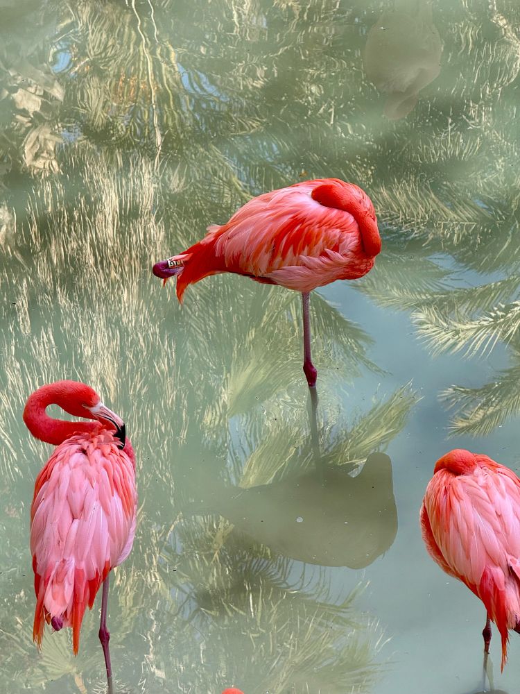 A group of pink flamingos stand in shallow, murky water, with their reflections creating a surreal, almost dreamlike effect. The water’s surface mirrors the palm trees above, adding a layered, abstract quality to the scene.