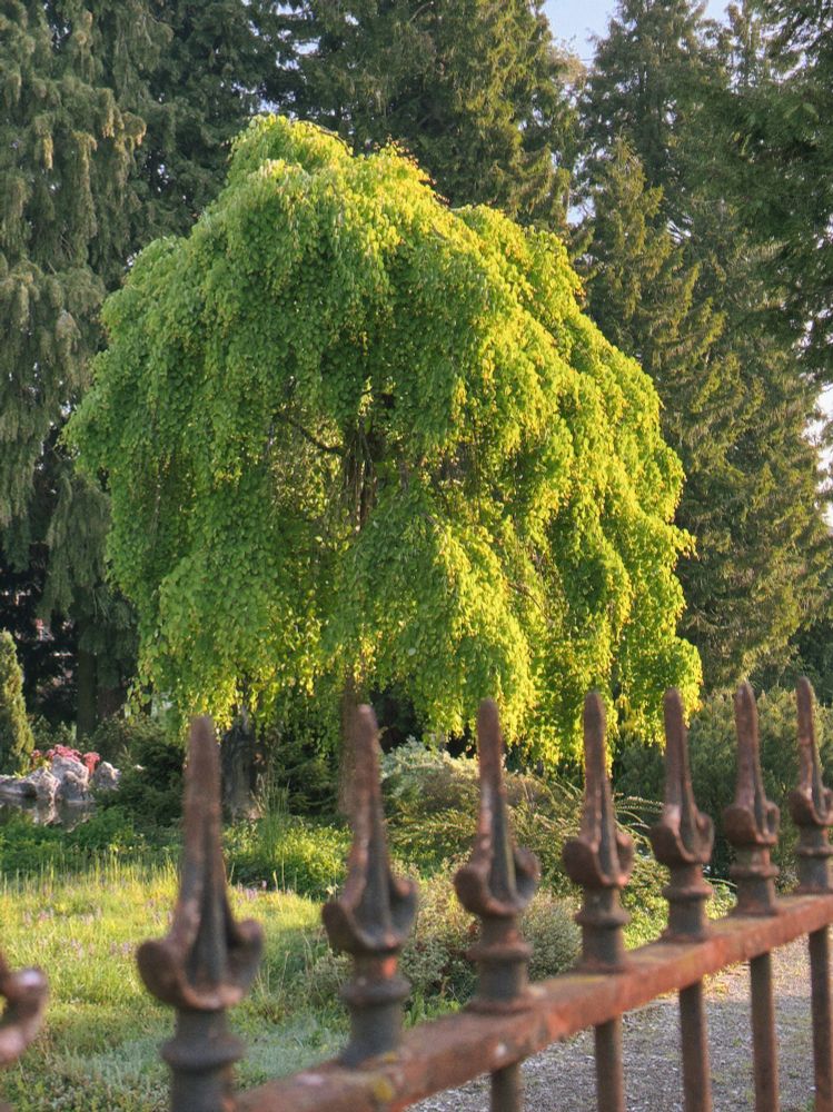 A large tree with elegantly drooping, bright green branches stands behind an old, rusty iron fence. Tall, dark conifer trees rise in the background. Soft sunlight illuminates the tree’s crown, creating a peaceful, serene atmosphere.