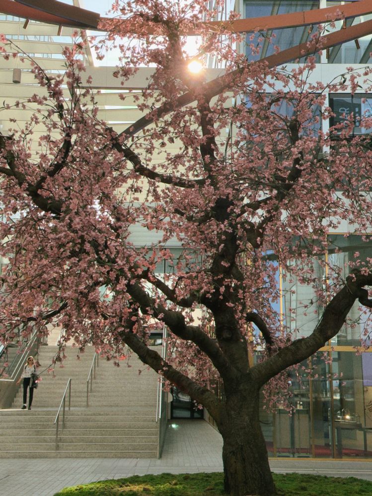 A large tree covered in vibrant pink blossoms stands in an urban plaza, surrounded by modern glass buildings and metal structures. Sunlight peeks through the branches, creating a warm, glowing effect. A person is seen walking down a nearby set of stairs.