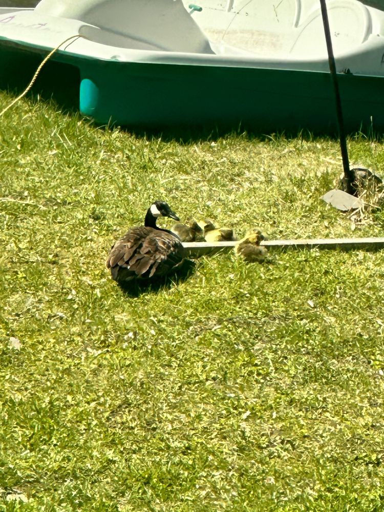 Female Canada goose with goslings near the bank of the pond where they nest
