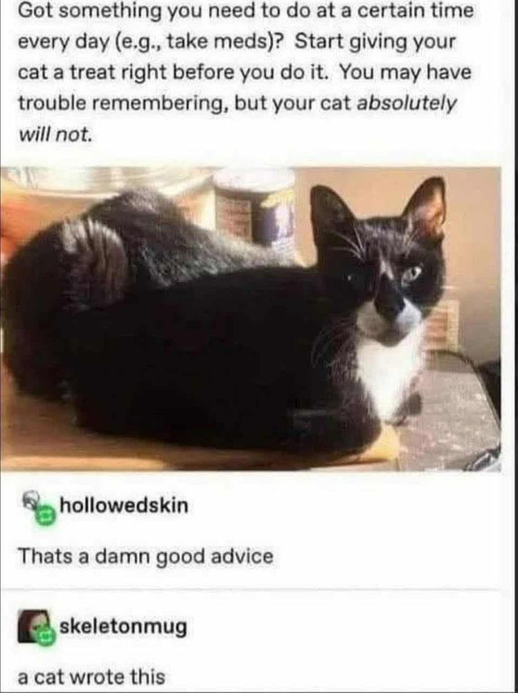 Got something u need to do at a certain time every day (e.g.,take meds(? start giving your cat a treat right b4 you do it. you may have trouble remembering, but your cat absolutely will not

[pic of cat laying down]
hollowedskin replied: That's damn good advice
skeletonmug replied: a cat wrote this