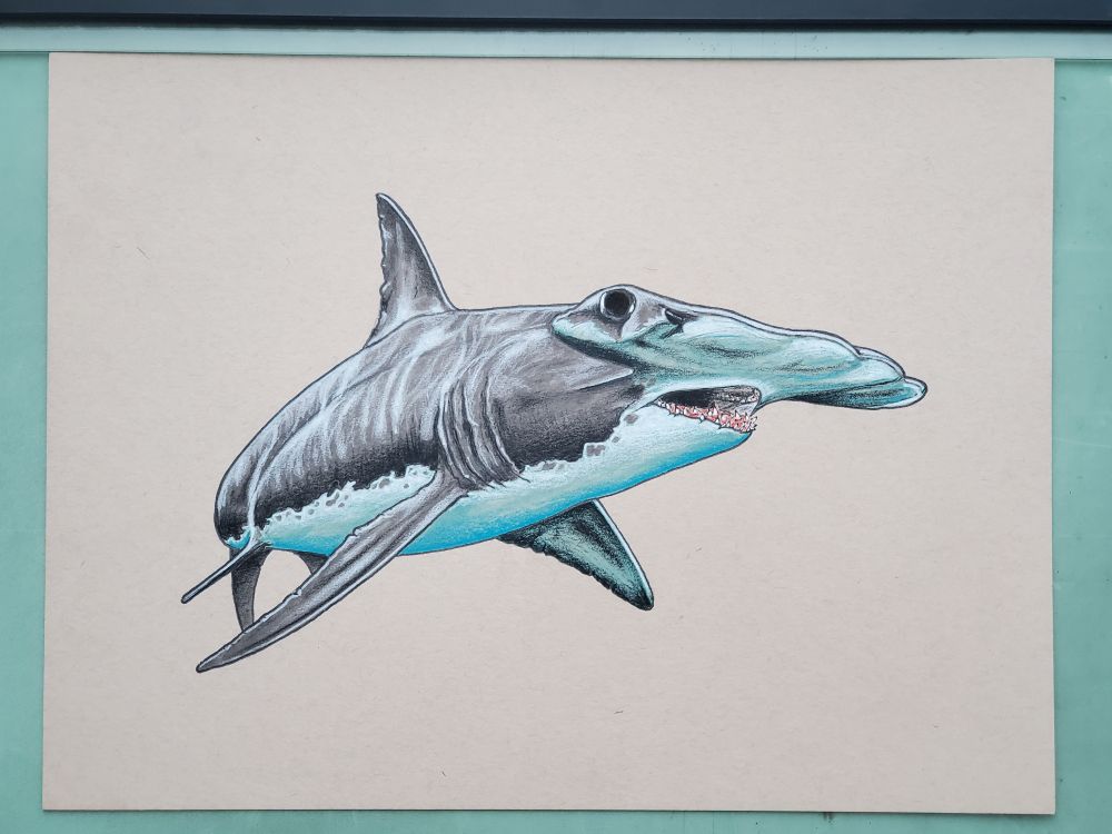 Completed Great Hammerhead shark