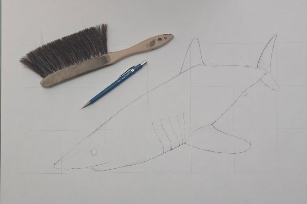 Pencil outline of a Shortfin Mako Shark (Isurus oxyrinchus)