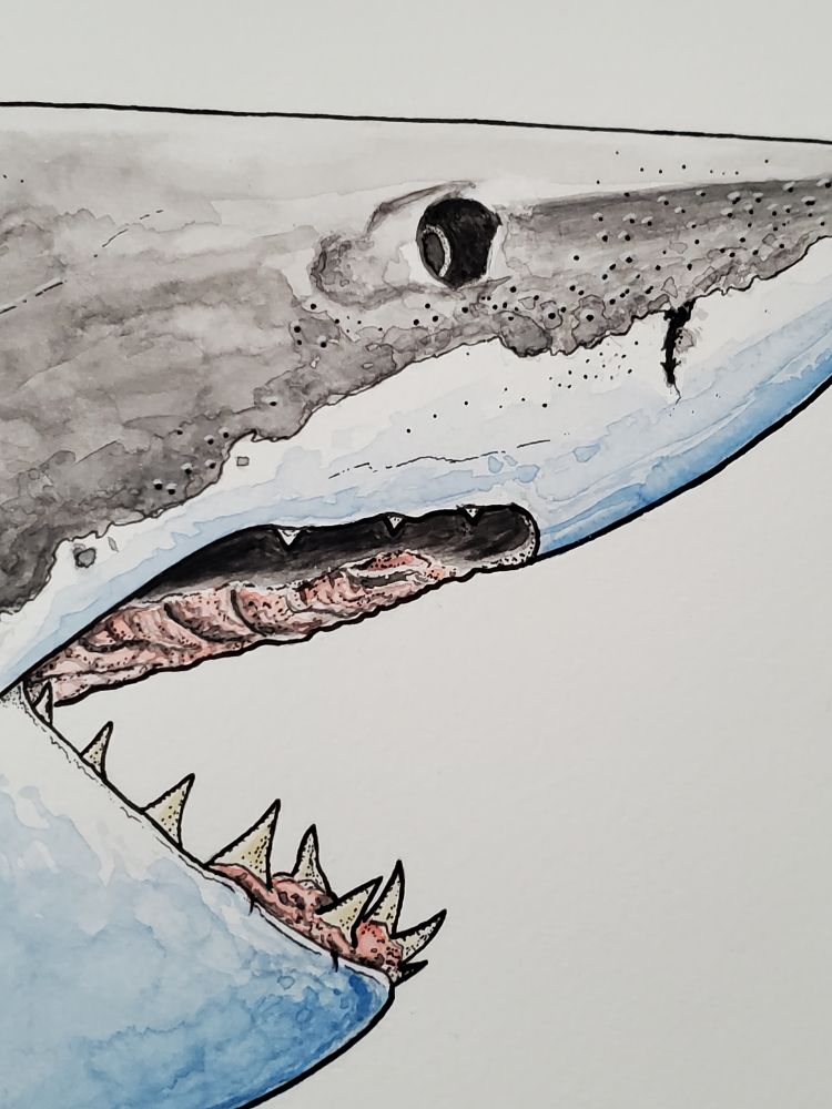 Closeup of the shark head