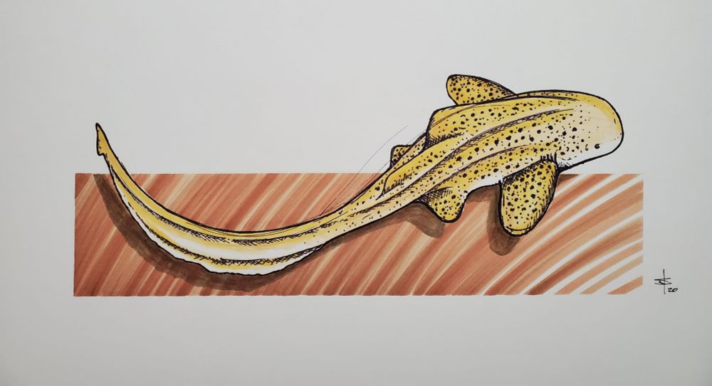 Ink and marker sketch of a Zebra Shark (Stegostoma tigrinum).