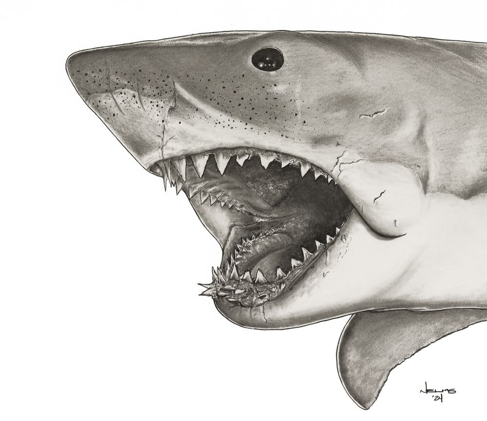 Pencil drawing of Bruce the mechanical shark used in the filming of the famous movie Jaws 