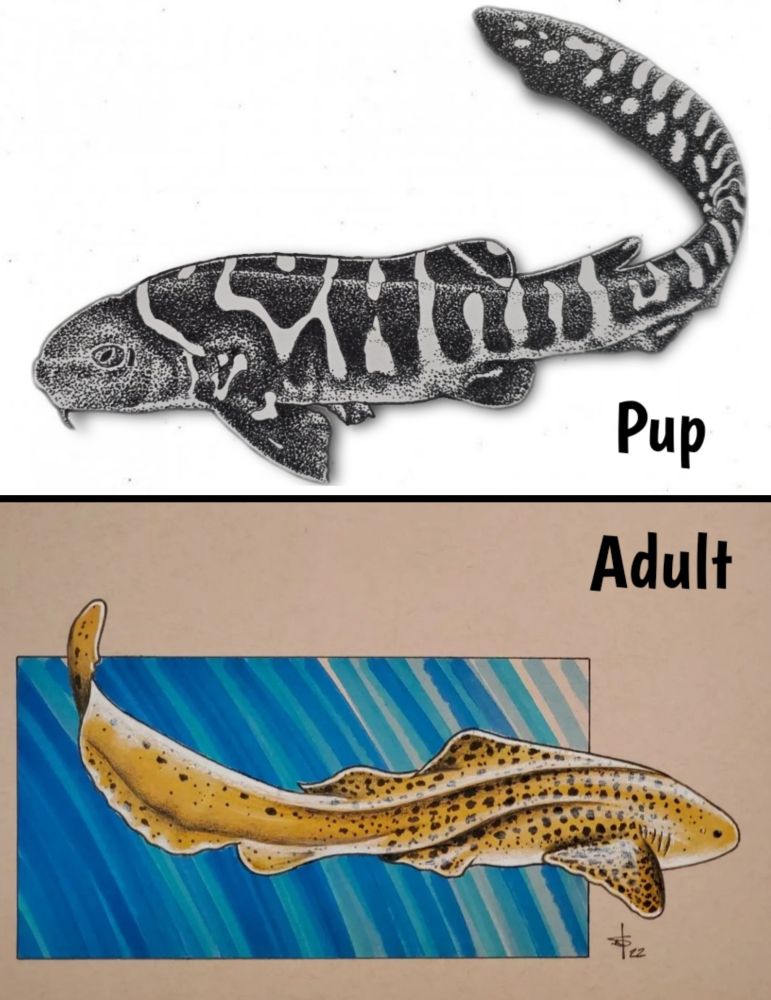 Composite showing two Zebra Sharks (Stegostoma tigrinum). The top is a pup and the bottom is an adult. 