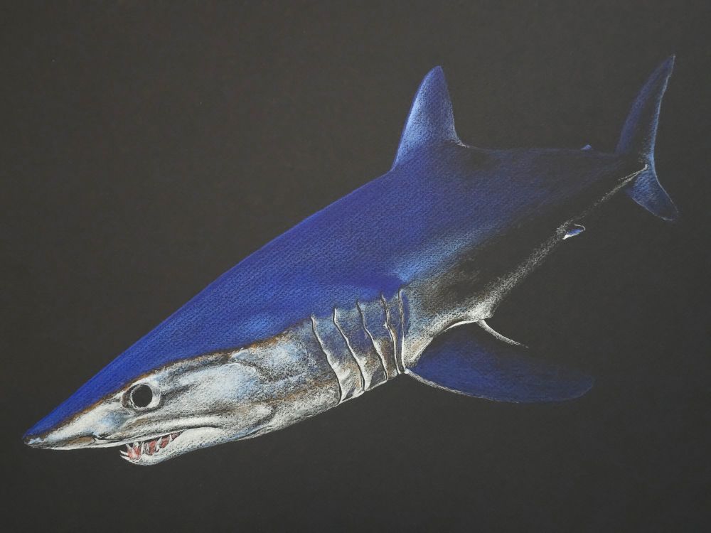 Shortfin Mako Shark (Isurus oxyrinchus) illustration. Prismacolor on black Canson charcoal paper. 