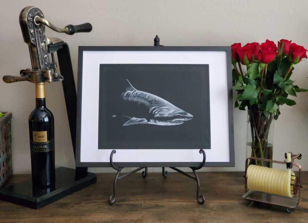 Framed illustration of a Sand Tiger Shark (Carcharias taurus) in white Prismacolor on black Canson paper. 