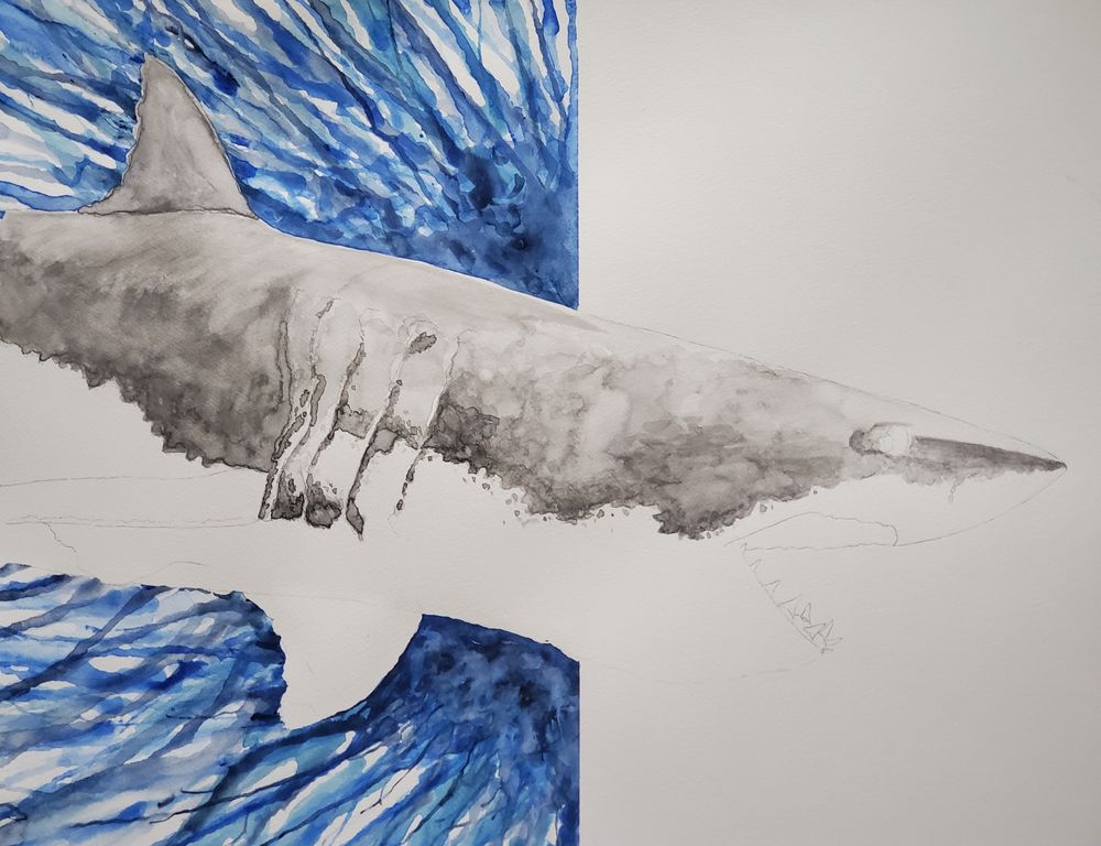 Starting top coat of shark